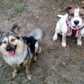 Hondenfoto van Lady & de (ex-)Vagebond 