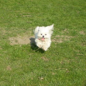 M,N LIEVE WITTE ENGEL