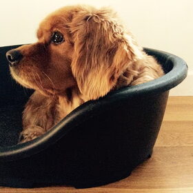 Saartje . Kruising Golden Retriever en King Charles Cavelier…