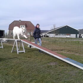 Hondenfoto van Team Black & White