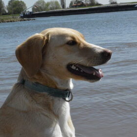 Hondenfoto van Vera met Abby & Cantor !