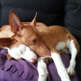 Hondenfoto van Manfred, baasje van Hugo en Molly