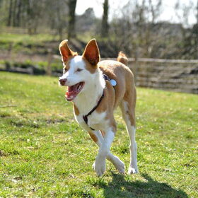 Hondenfoto van Manfred, baasje van Hugo en Molly