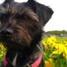 Hondenfoto van Ciska en Spanjaardje Moh (Bambi r.i.p.)