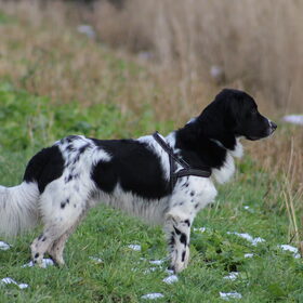 Hondenfoto van Michelle & Bentley