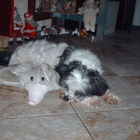 Hondenfoto van liesbeth,Turbo,Luna, Levi en Faith