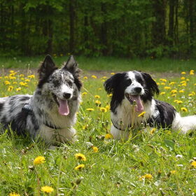 Groene Weelde, 07-05-2015 door Nicole