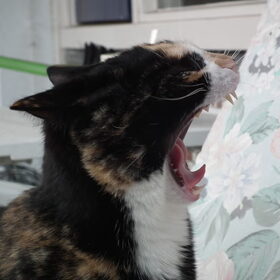 Hondenfoto van Chicka