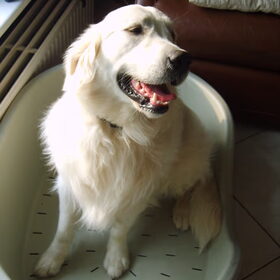 butch in de mand