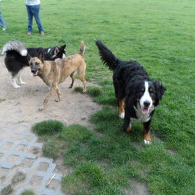 Hondenfoto van Dutchshepherdteam 