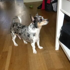 Hondenfoto van Nymeria