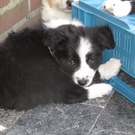Hondenfoto van Lucia, Lizzy & Ziva