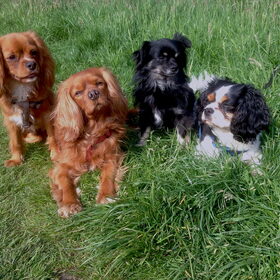 Onze 4 honden bij elkaar: Timo, Casper, Kobe & Alice