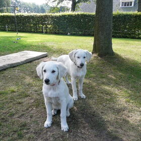 Hondenfoto van Dutchshepherdteam 