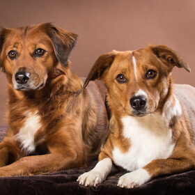 Hondenfoto van Anja en Naika, Shiva en Flynn
