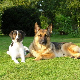 Hondenfoto van Petra,  *Lily Jane*   & Jip