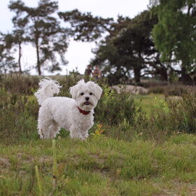 Hondenfoto van Inge, baasje van Gina, Flynn en Wobbe