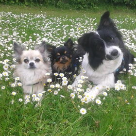 Hondenfoto van Shauni  *Sky~Jinx~Sansa~Hypno*