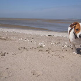 Hondenfoto van Vrouwtje van Denzel en Diva (R.I.P. Dixie)