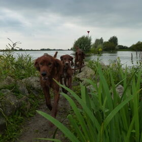 De Drie Musketiers in opmars. Ceasar (front) Redwing Last Apache…
