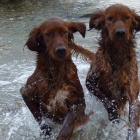Samen sterk, Summertime Lady (links) en Ceasar, 's lands beste…