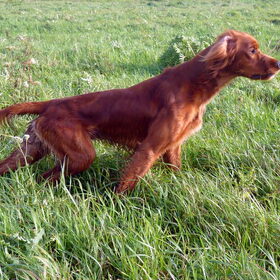 Ceasar bracht de Ierse setter terug aan top op veldwedstrijden…