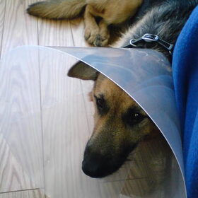 hier was Rex heel zielig met z'n "kap" op. gelukkig vanwege goed…