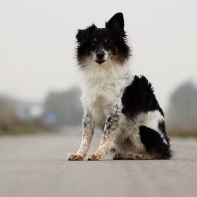 Hondenfoto van C.