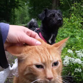 Hondenfoto van Ciska en Spanjaardje Moh (Bambi r.i.p.)