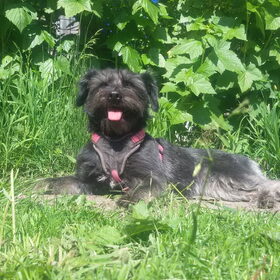Hondenfoto van Ciska en Spanjaardje Moh (Bambi r.i.p.)