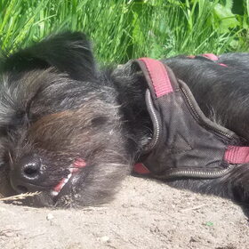 Hondenfoto van Ciska en Spanjaardje Moh (Bambi r.i.p.)
