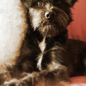 Hondenfoto van Ciska en Spanjaardje Moh (Bambi r.i.p.)