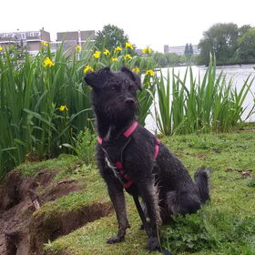 Hondenfoto van Ciska en Spanjaardje Moh (Bambi r.i.p.)