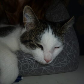 Hondenfoto van Michelle, baasje van Scotty en kater Charlie †