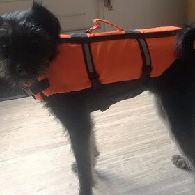 Hondenfoto van Ciska en Spanjaardje Moh (Bambi r.i.p.)