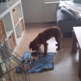 Hondenfoto van Rachelle & Hummie 