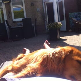 Hondenfoto van Rachelle & Hummie 