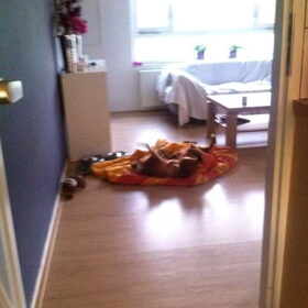 Hondenfoto van Rachelle & Hummie 