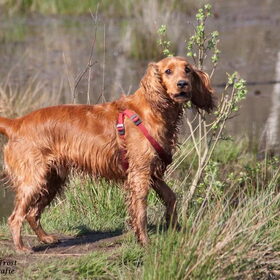 Hondenfoto van Rachelle & Hummie 