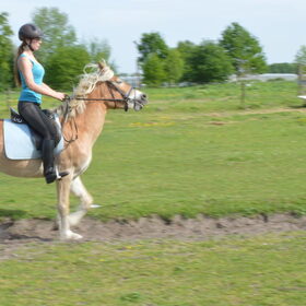 Hondenfoto van Dutchshepherdteam 