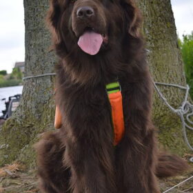 Hondenfoto van Jeanine :)