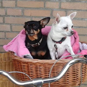 Hondenfoto van Jantina, Laila & Luna