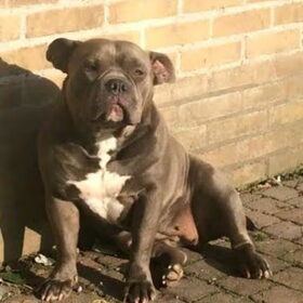 Hondenfoto van Tineke *Luna * Rambo (Brutus R.I.P)