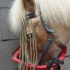 Hondenfoto van Ciska en Spanjaardje Moh (Bambi r.i.p.)