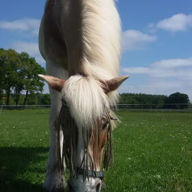 Hondenfoto van Ciska en Spanjaardje Moh (Bambi r.i.p.)