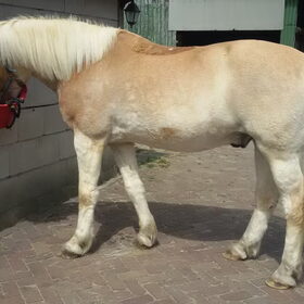 Hondenfoto van Ciska en Spanjaardje Moh (Bambi r.i.p.)