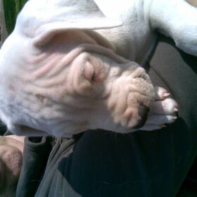 Puppy Niké