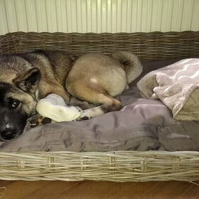 Hondenfoto van Jackie en Kiba:)