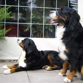 layka samen met een vriendje van de camping layka ligt