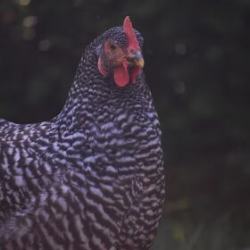 Hondenfoto van Tinaa.